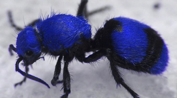 Las Hormigas Azules de Eðla