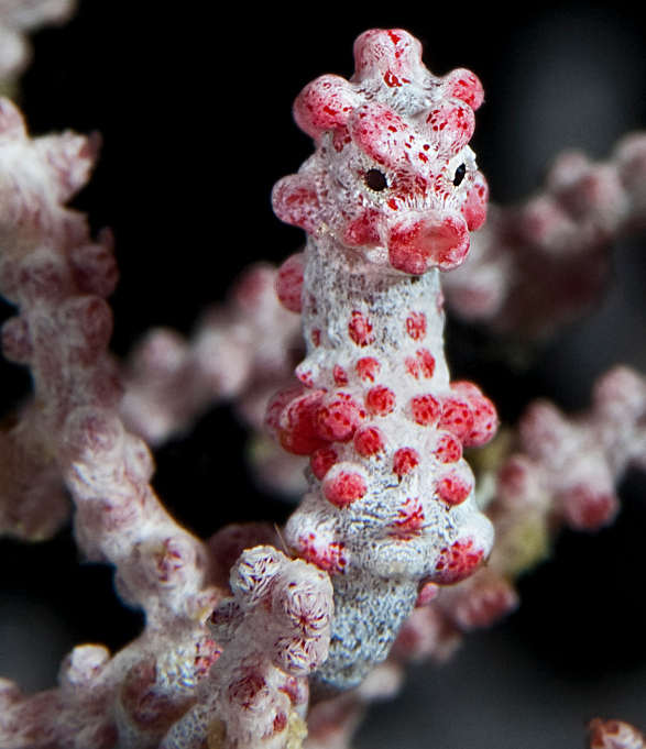 Los Hipocampos Coralinos