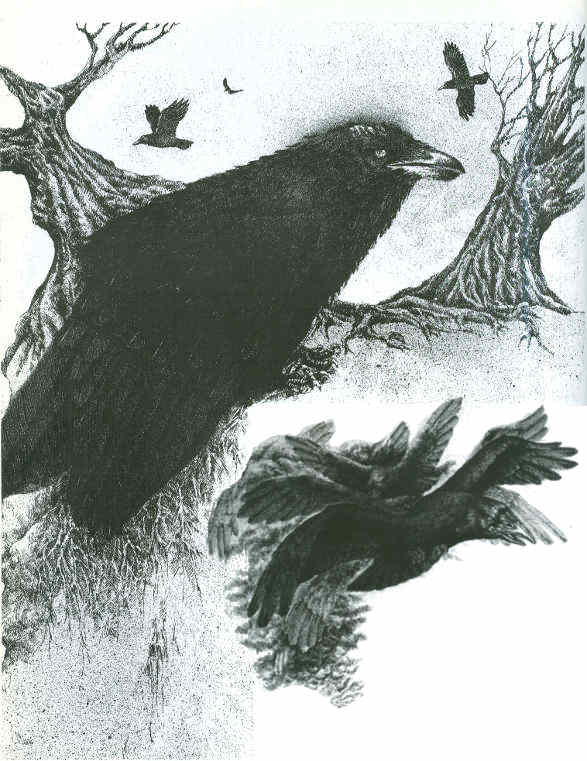 Los Cuervos y otras aves de Arda